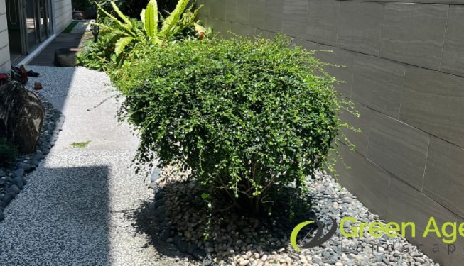 shrubs-trimming-services-greenage-landscaping-services-singapore-landed-tanah-merah-2
