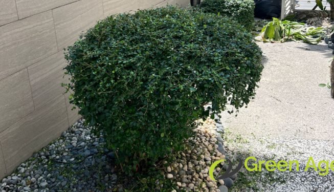 shrubs-trimming-services-greenage-landscaping-services-singapore-landed-tanah-merah-3