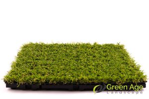 soft-grass-how-to-choose-the-right-turf-grass-for-your-garden-turf-grass-greenage-landscaping-services-singapore.jpg