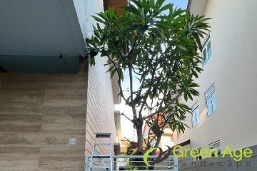 tree-pruning-greenage-landscaping-services-singapore-landed-tanah-merah-1