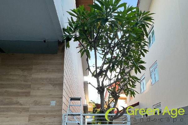tree-pruning-greenage-landscaping-services-singapore-landed-tanah-merah-1