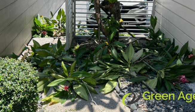 tree-pruning-greenage-landscaping-services-singapore-landed-tanah-merah-2