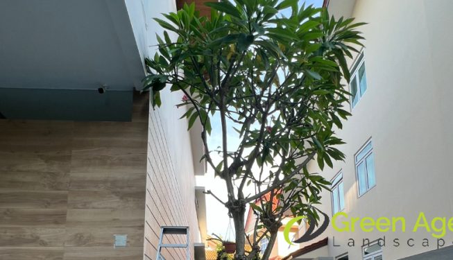 tree-pruning-greenage-landscaping-services-singapore-landed-tanah-merah-4