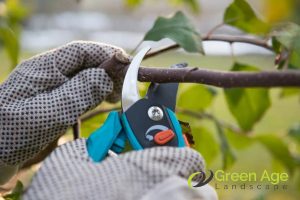 tree-pruning-what-can-you-expect-when-engaging-professional-landscape-maintenance-services-long-form-greenage-landscaping-services-singapore