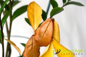 What to Consider in Choosing Between DIY vs. Professional Plant Pruning in Singapore? 3 type-of-plants-being-pruned-what-to-consider-in-choosing-between-diy-vs-professional-plant-pruning-in-singapore-plant-pruning-greenage-landscaping-services-singapore
