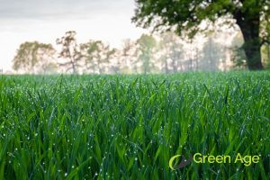 weather-resistance-turf-grass-vs-natural-grass-whats-best-for-your-singapore-garden-turf-grass-greenage-landscaping-services-singapore
