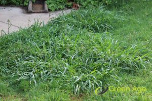 weed-infestation-8-signs-you-require-professional-garden-maintenance-services-garden-maintenance-long-form-greenage-landscaping-services-singapore