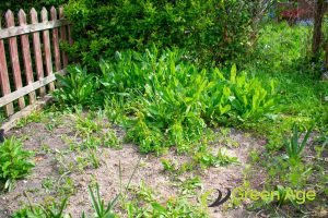 aesthetic-degradation-what-happens-if-regular-weeding-is-neglected-in-singapore-weeding-long-form-greenage-landscaping-services-singapore