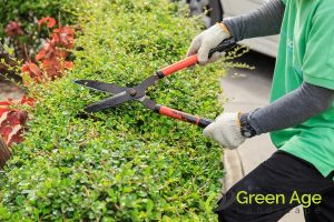 efficient-use-of-gardening-tools-why-professional-gardening-services-matter-in-singapore-gardening-services-greenage-landscaping-services-singapore