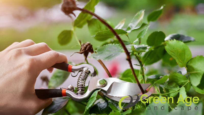 featured-5-diy-gardening-challenges-you-may-encounter-in-singapore-gardening-services-greenage-landscaping-services-singapore