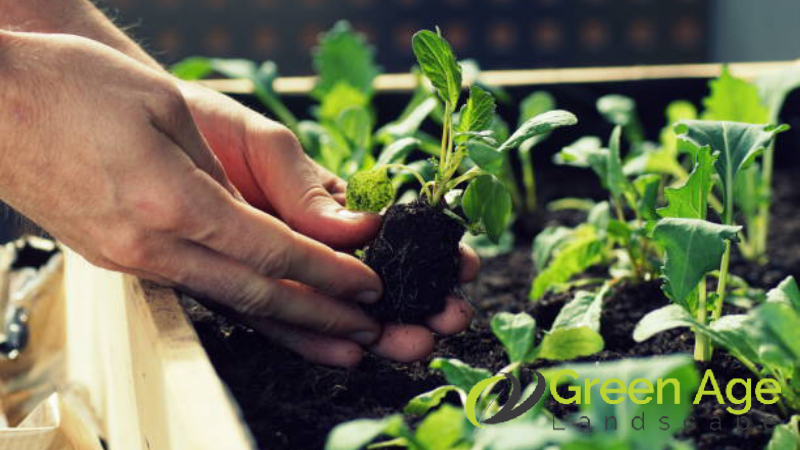 featured-what-are-the-benefits-of-diy-gardening-in-singapore-gardening-service-greenage-landscaping-services-singapore