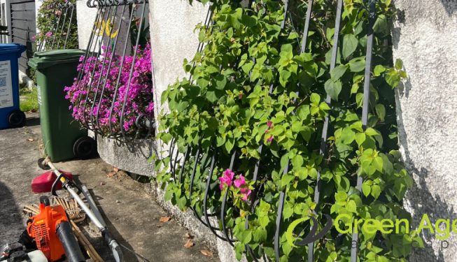 garden-maintenance-greenage-landscaping-services-singapore-landed-serangoon-2