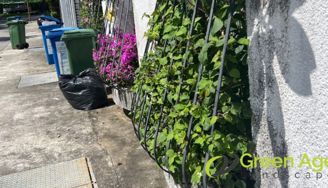 garden-maintenance-greenage-landscaping-services-singapore-landed-serangoon-3