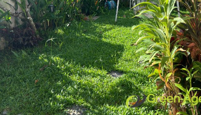 garden-maintenance-greenage-landscaping-services-singapore-landed-serangoon-4
