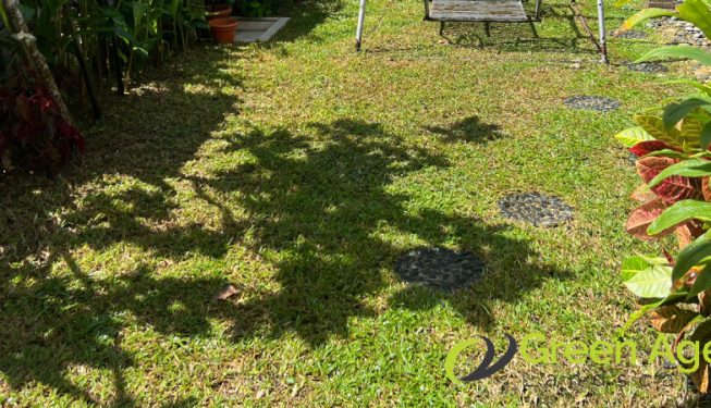 garden-maintenance-greenage-landscaping-services-singapore-landed-serangoon-5