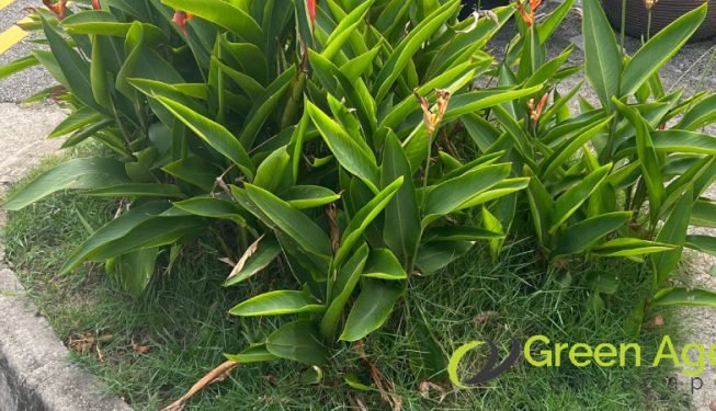 grass-cutting-services-greenage-landscaping-services-singapore-landed-east-coast-2
