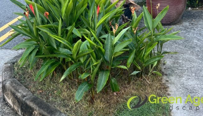 grass-cutting-services-greenage-landscaping-services-singapore-landed-east-coast-3