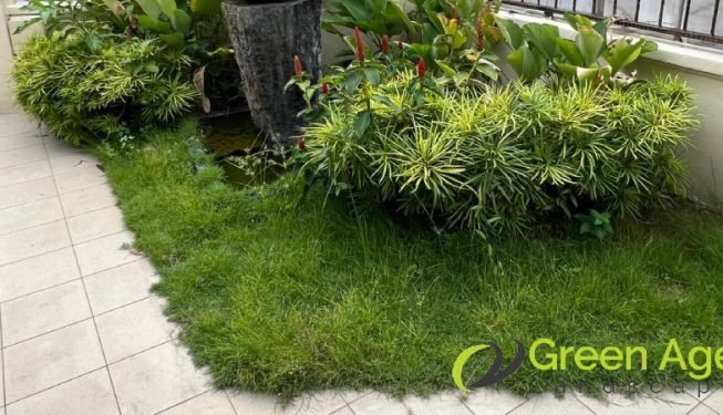 grass-cutting-services-greenage-landscaping-services-singapore-landed-east-coast-4