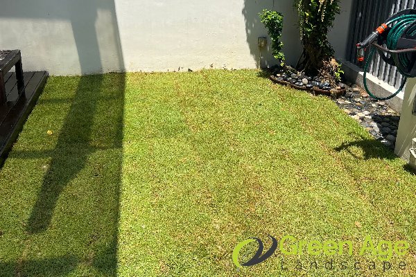 grass-planting-greenage-landscaping-services-singapore-landed-east-coast-1