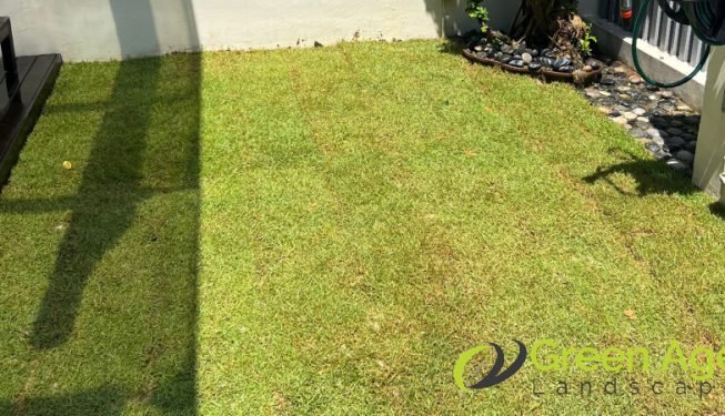 grass-planting-greenage-landscaping-services-singapore-landed-east-coast-3