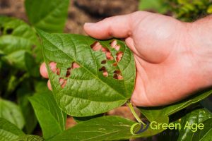 habitat-for-pests-and-diseases-what-happens-if-regular-weeding-is-neglected-in-singapore-weeding-long-form-greenage-landscaping-services-singapore