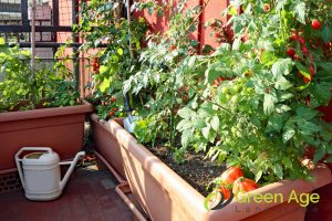 5 DIY Gardening Challenges You May Encounter in Singapore 2 hot-and-humid-climate-5-diy-gardening-challenges-you-may-encounter-in-singapore-gardening-services-greenage-landscaping-services-singapore