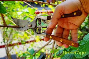 implementing-proper-pruning-methods-5-tips-for-preventing-weed-growth-in-singapore-weeding-long-form-greenage-landscaping-services-singapore