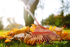 leaf-rake-12-essential-tools-you-need-to-have-for-diy-gardening-in-singapore-gardening-services-greenage-landscaping-services-singapore