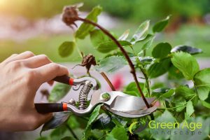 5 DIY Gardening Challenges You May Encounter in Singapore 4 maintenance-difficulties-5-diy-gardening-challenges-you-may-encounter-in-singapore-gardening-services-greenage-landscaping-services-singapore
