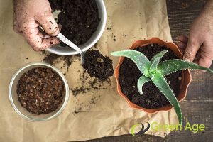 not-adding-compost-to-the-soil-diy-gardening-12-things-you-shouldnt-do-for-your-garden-in-singapore-gardening-services-greenage-landscaping-services-singapore
