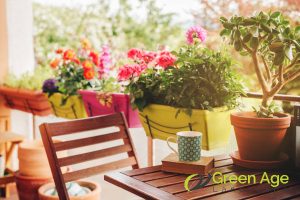 not-giving-your-plants-the-right-amount-of-sunlight-diy-gardening-12-things-you-shouldnt-do-for-your-garden-in-singapore-gardening-services-greenage-landscaping-services-singapore