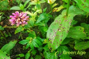 5 DIY Gardening Challenges You May Encounter in Singapore 3 pests-and-diseases-5-diy-gardening-challenges-you-may-encounter-in-singapore-gardening-services-greenage-landscaping-services-singapore