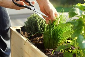 What Are the Benefits of DIY Gardening in Singapore? 3 promotes-healthy-living-what-are-the-benefits-of-diy-gardening-in-singapore-gardening-service-greenage-landscaping-services-singapore