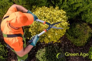 proper-garden-care-and-tips-why-professional-gardening-services-matter-in-singapore-gardening-services-greenage-landscaping-services-singapore
