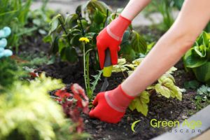 proper-weeding-5-benefits-of-professional-weeding-services-long-form-greenage-landscaping-services-singapore