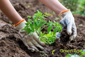 Should You Opt For DIY or Professional Gardening Services in Singapore? 3 risk-of-mistakes-and-plant-damage-should-you-opt-for-diy-or-professional-gardening-services-in-singapore-gardening-services-greenage-landscaping-services-singapore