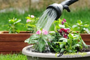 smart-watering-practices-for-weed-prevention-5-tips-for-preventing-weed-growth-in-singapore-weeding-long-form-greenage-landscaping-services-singapore