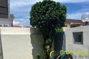 tree-trimming-greenage-landscaping-services-singapore-landed-east-coast-1