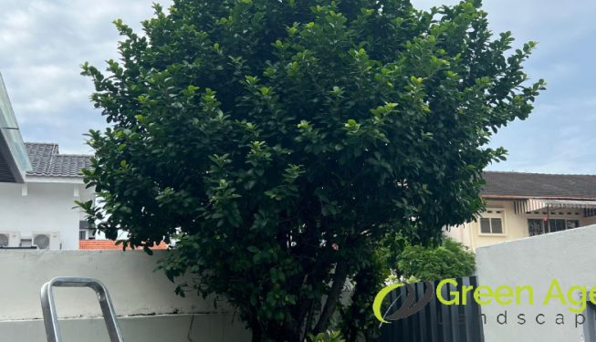 tree-trimming-greenage-landscaping-services-singapore-landed-east-coast-2