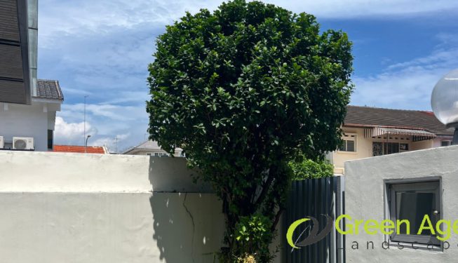 tree-trimming-greenage-landscaping-services-singapore-landed-east-coast-3