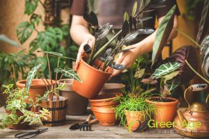 type-of-plants-what-affects-the-cost-of-professional-gardening-services-in-singapore-gardening-services-greenage-landscaping-services-singapore