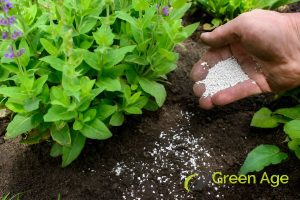 using-fertilizer-too-often-diy-gardening-12-things-you-shouldnt-do-for-your-garden-in-singapore-gardening-services-greenage-landscaping-services-singapore