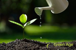 5 Watering Tips From Professional Gardening Services Experts in Singapore 2 watering-tips-5-watering-tips-from-professional-gardening-services-experts-in-singapore-gardening-services-greenage-landscaping-services-singapore.jpg