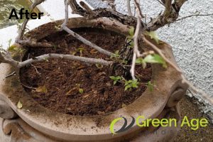 weed-removal-services-after-long-form-greenage-lanscape-singapore-landed-bukit-timah