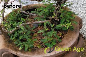 weed-removal-services-before-long-form-greenage-lanscape-singapore-landed-bukit-timah-
