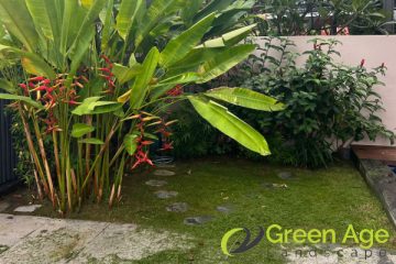 garden-maintenance-greenage-landscaping-services-singapore-landed-serangoon-1