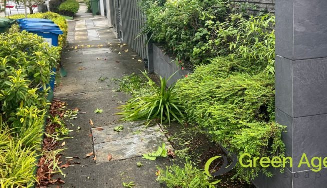 garden-maintenance-greenage-landscaping-services-singapore-landed-serangoon-10