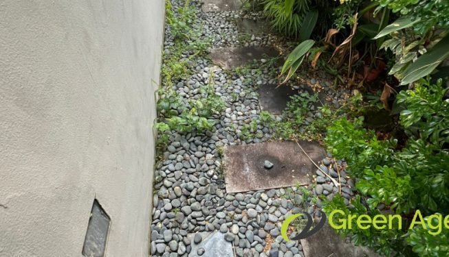 garden-maintenance-greenage-landscaping-services-singapore-landed-serangoon-2