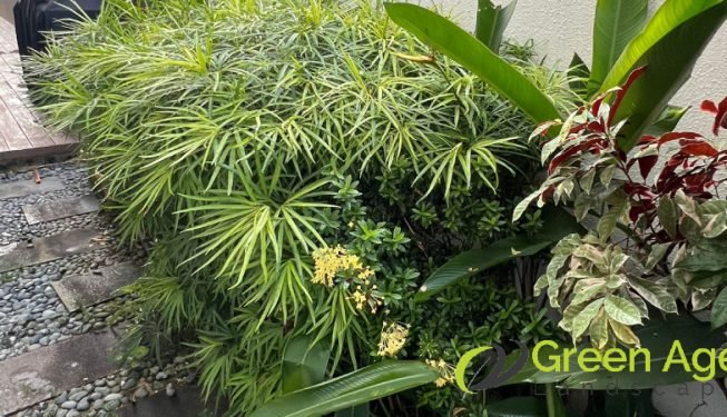garden-maintenance-greenage-landscaping-services-singapore-landed-serangoon-3