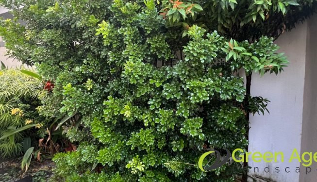 garden-maintenance-greenage-landscaping-services-singapore-landed-serangoon-4
